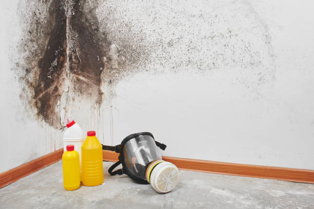 Best Black Mold Removal  in San Diego Country Estates, CA