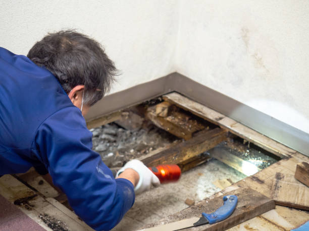 Best Certified Mold Removal  in San Diego Country Estates, CA