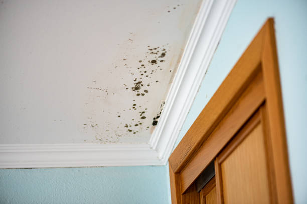 Best Toxic Mold Removal  in San Diego Country Estates, CA