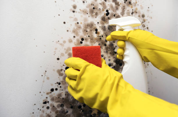 Best Attic Mold Removal  in San Diego Country Estates, CA